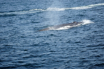 Obraz premium humpback whale in the indian ocean