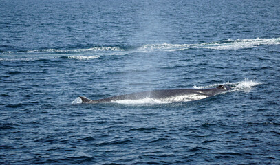 Fototapeta premium humpback whale in the indian ocean