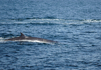 Fototapeta premium humpback whale in the indian ocean