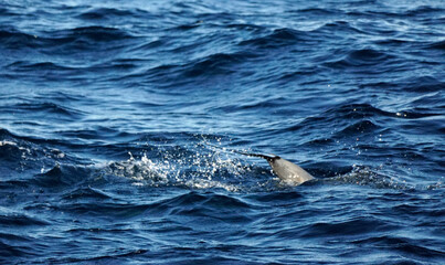 dolphin watching tour in mirissa