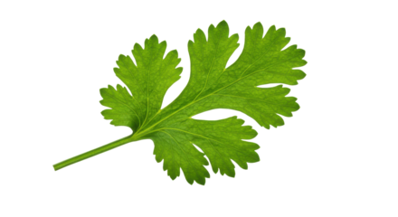 A vibrant, green cilantro leaf isolated against a stark black background. Fresh culinary herb