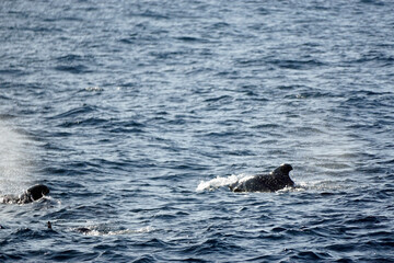 Fototapeta premium pilot whale in the indian ocean
