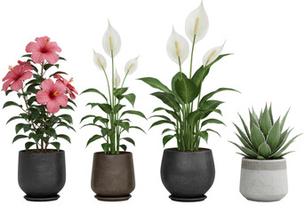 Fototapeta premium Botanical Quartet Potted plants blooming in darkness