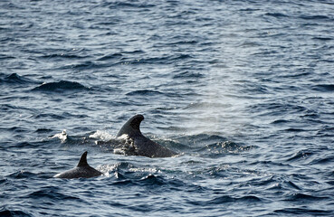 Fototapeta premium pilot whale in the indian ocean