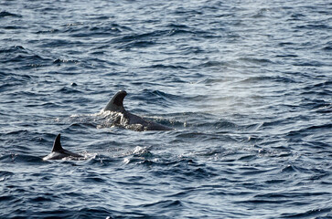 Naklejka premium pilot whale in the indian ocean