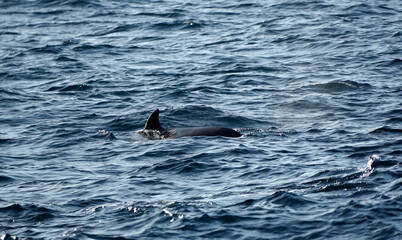 Naklejka premium pilot whale in the indian ocean