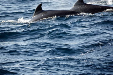 Fototapeta premium pilot whale in the indian ocean