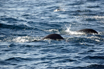 Naklejka premium pilot whale in the indian ocean