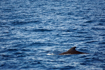 Obraz premium pilot whale in the indian ocean