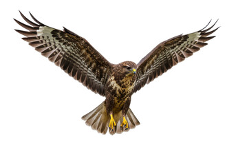 Buzzard soars with wings spread wide against black background