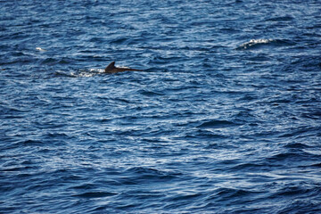 Naklejka premium pilot whale in the indian ocean