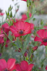Linum Grandiflorum Rubrum Scarlet Flax bloomed in the garden on a flower bed, Red Linum Grandiflorums closeup in nature, Red flaxs or flowering flaxs, scarlet flax, crimson flax flower head close-up