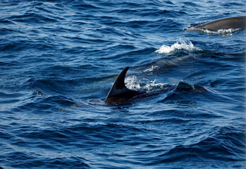 Fototapeta premium dolphin watching tour in mirissa