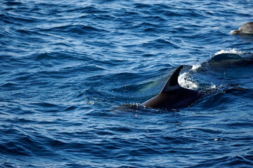 dolphin watching tour in mirissa