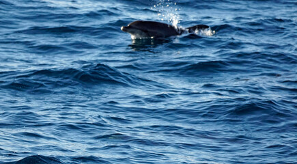Fototapeta premium dolphin watching tour in mirissa