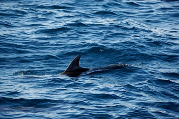 Fototapeta premium dolphin watching tour in mirissa