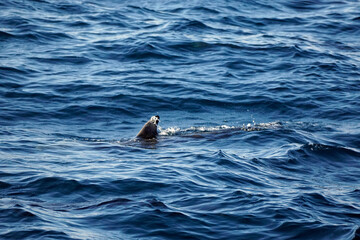 Fototapeta premium dolphin watching tour in mirissa