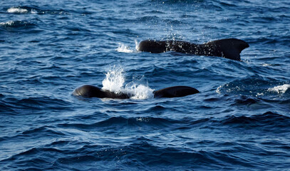 Obraz premium sperm whale in the indian ocean