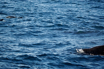 Naklejka premium sperm whale in the indian ocean
