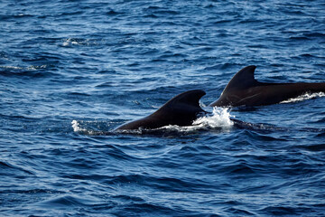 Naklejka premium pilot whale in the indian ocean