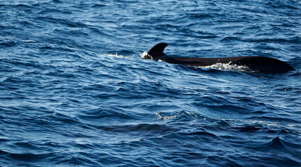 Naklejka premium pilot whale in the indian ocean