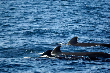 pilot whale in the indian ocean