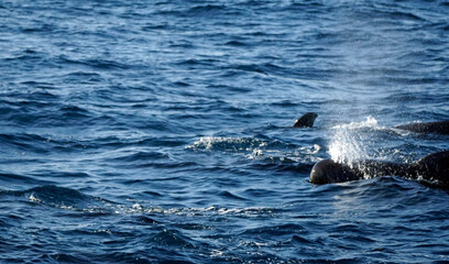 Obraz premium pilot whale in the indian ocean