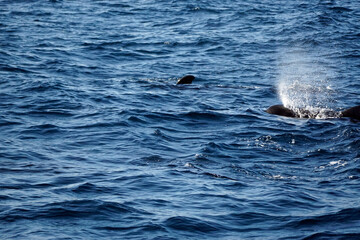 Fototapeta premium pilot whale in the indian ocean