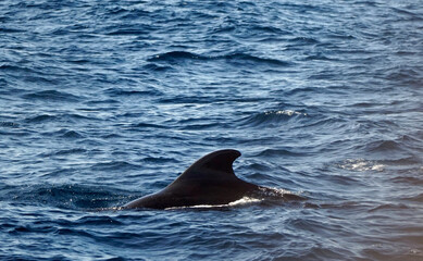 Naklejka premium pilot whale in the indian ocean