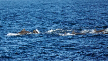 Fototapeta premium pilot whale in the indian ocean