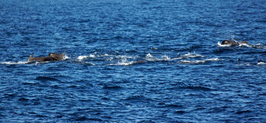 pilot whale in the indian ocean