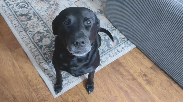 Black Labrador retriever sitting on a carpet in a bright lit livingroom on a sunny day wagging its tail
