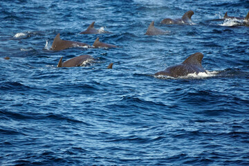 sperm whale in the indian ocean