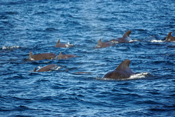 Naklejka premium sperm whale in the indian ocean