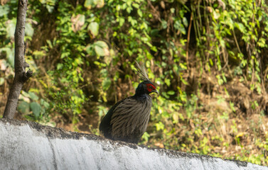 Kalij Pheasant on a white wall in a park