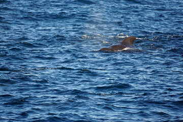 Fototapeta premium sperm whale in the indian ocean