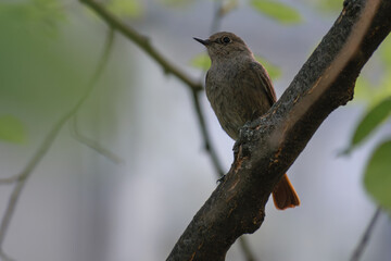 Black Redstart on a branch