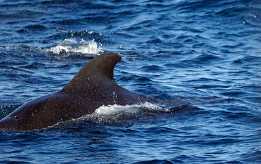 pilot whale in the indian ocean