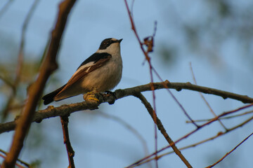Collared Flycatcher on the tree