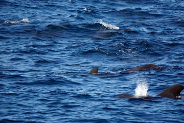 Obraz premium pilot whale in the indian ocean