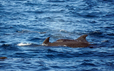 pilot whale in the indian ocean