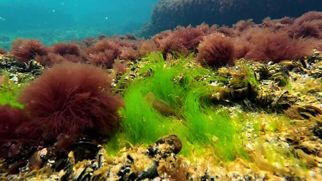 Green algae Enteromorpha (Ulva) and Ceramium rubrum on stones among mussels, waves rocking algae macrophytes in the Black Sea