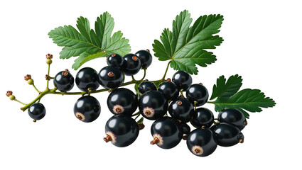 Fresh black currant branch with green leaves isolated on black background