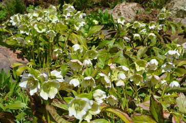 Christrosen blühen üppig im Steingarten