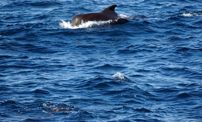 Fototapeta premium dolphin watching tour in mirissa