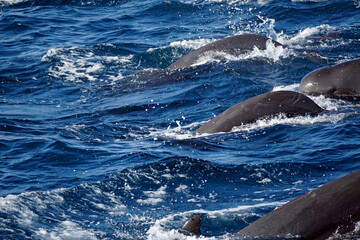 dolphin watching tour in mirissa