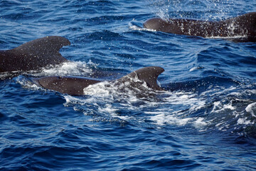 Fototapeta premium dolphin watching tour in mirissa