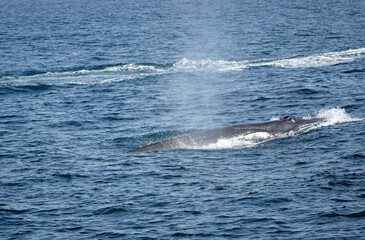 Fototapeta premium humpback whale in the indian ocean