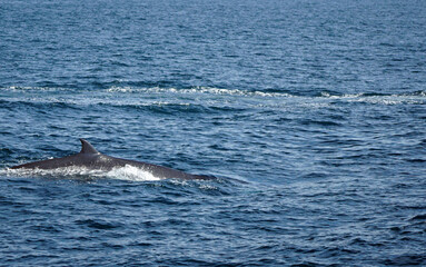 Obraz premium humpback whale in the indian ocean