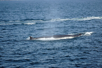 Fototapeta premium humpback whale in the indian ocean